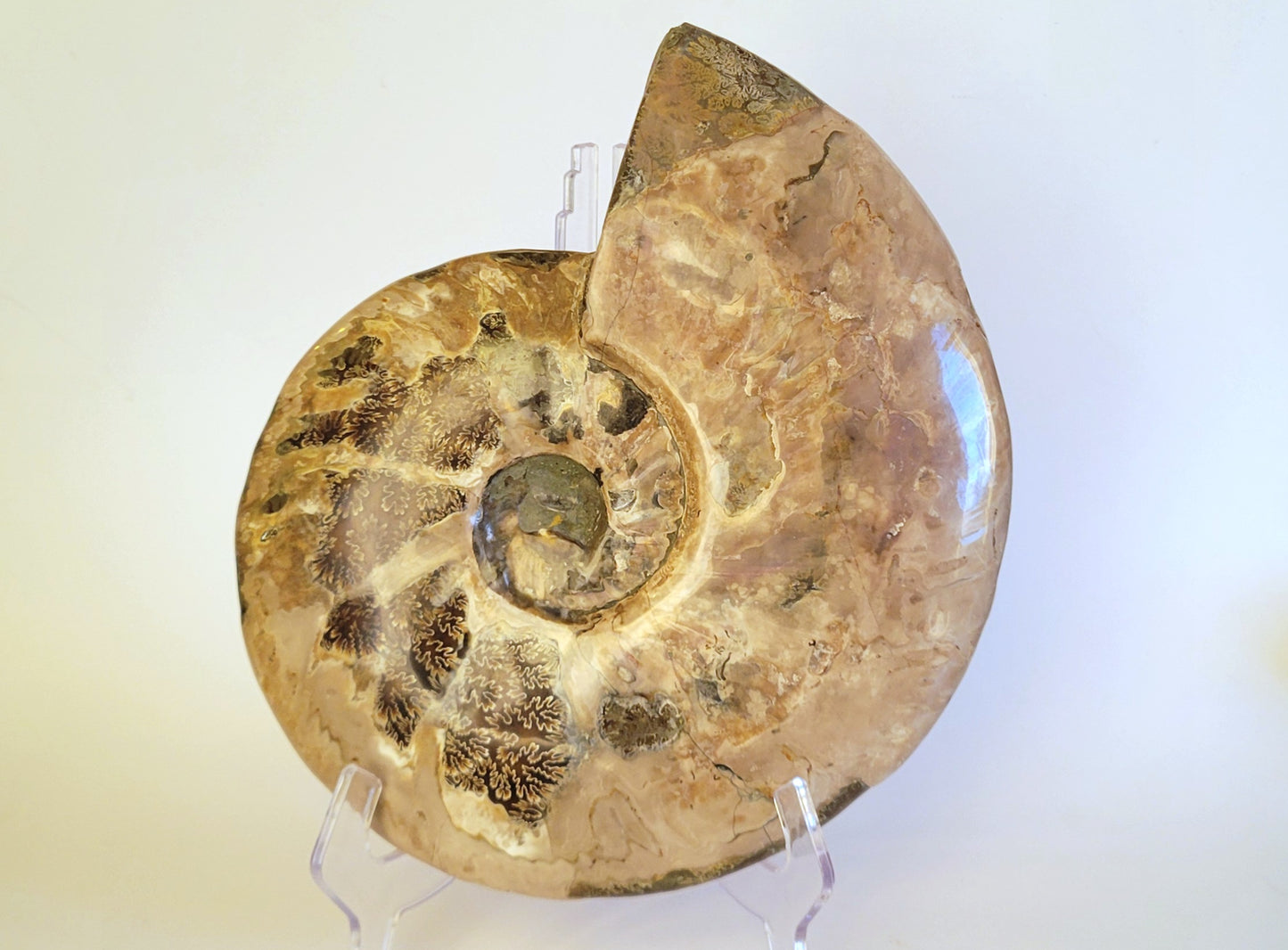 9lbs Cleoniceras Ammonite (Madagascar)