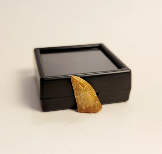 0.75" (Dromaeosaurus) Raptor Tooth Fossil