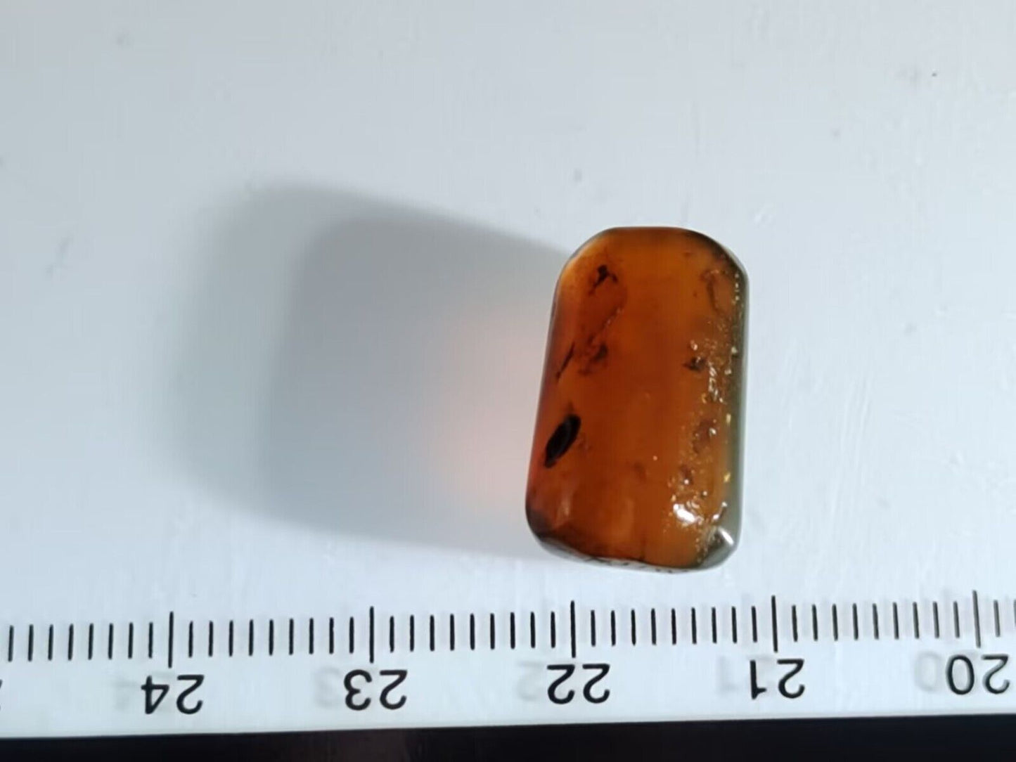 Beetle (Coleoptera) In Fossil Burmese Amber