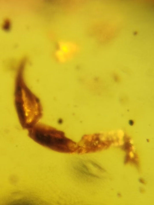 Unknown bug Pincer In fossil Burmese Amber