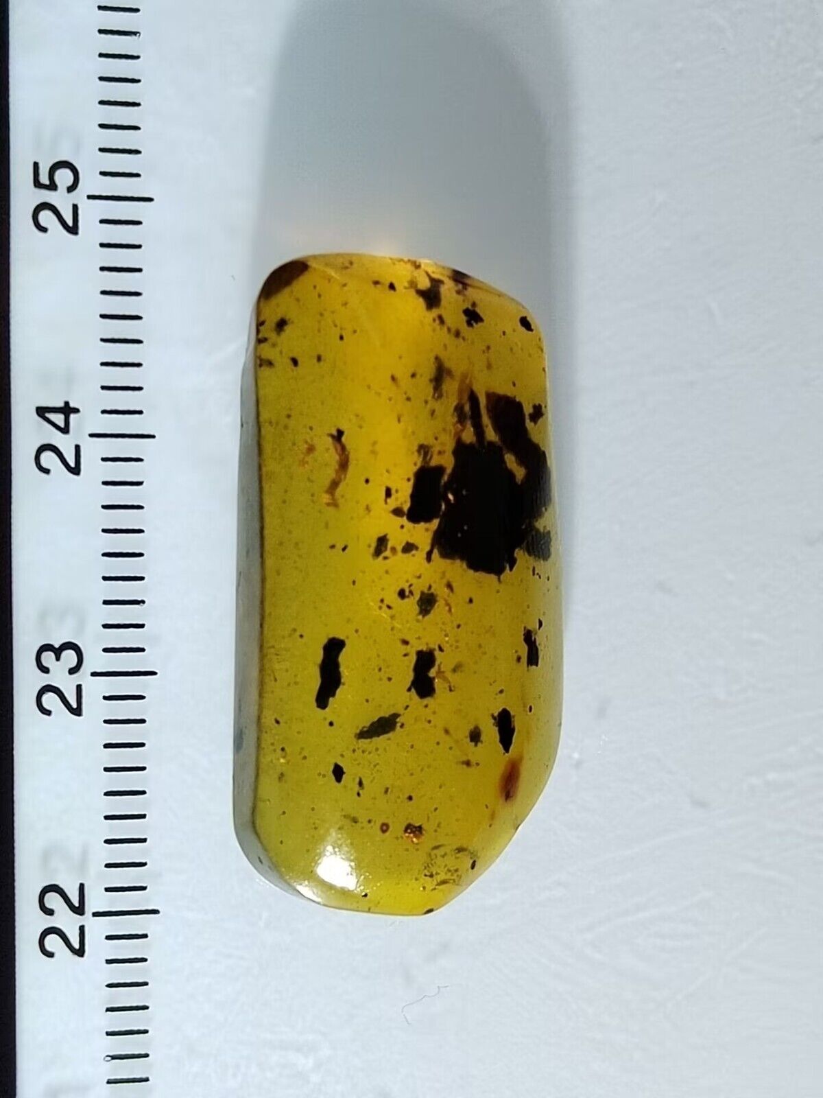 Unknown bug Pincer In fossil Burmese Amber