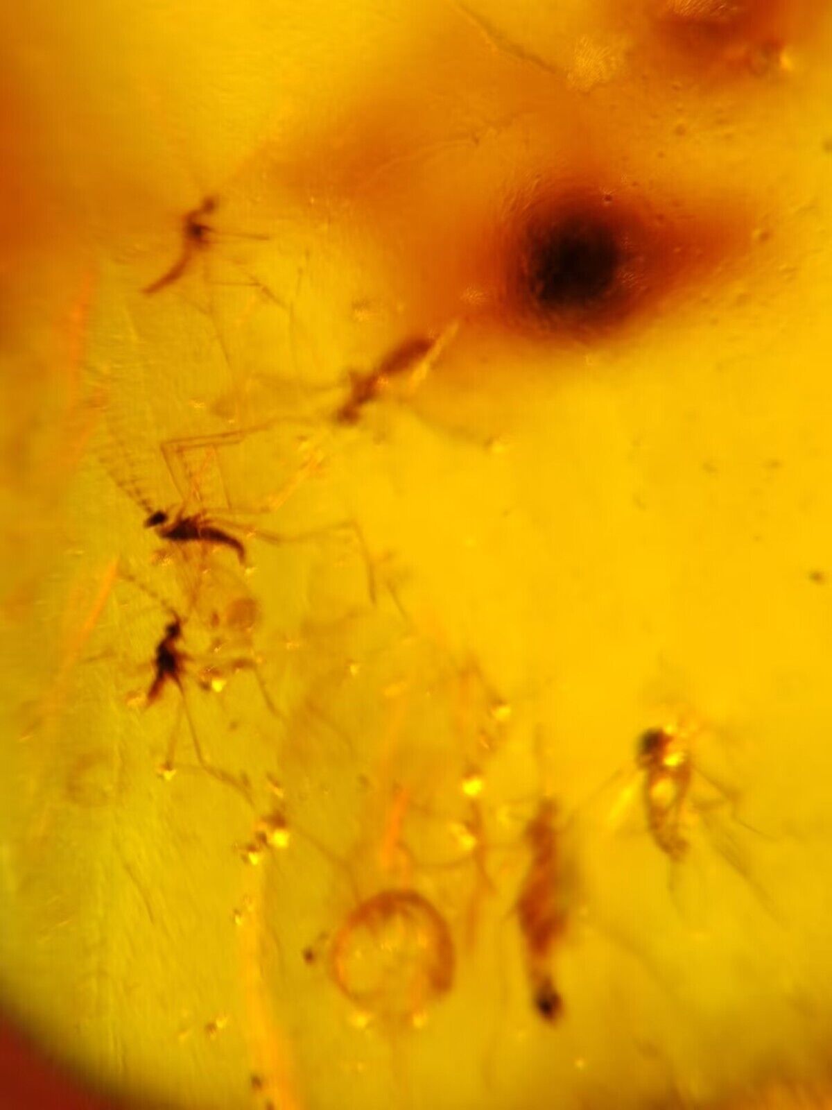 5+ Mosquito's In Fossil Burmese Amber