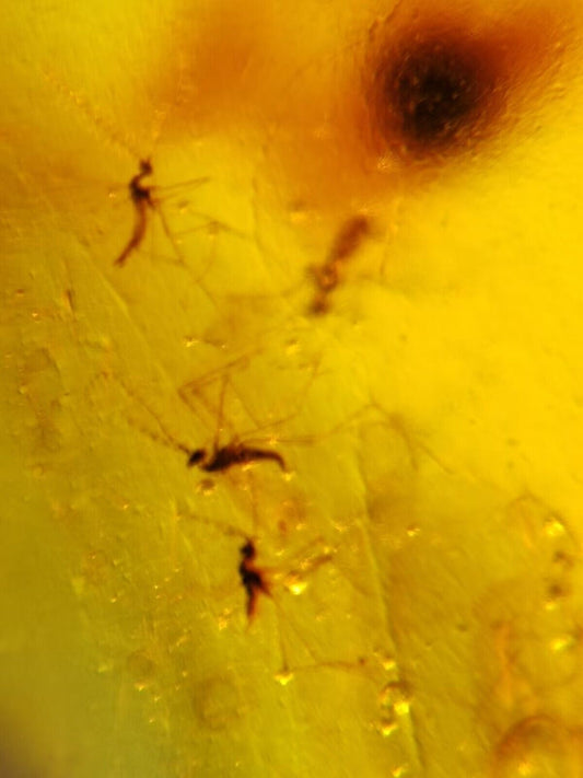 5+ Mosquito's In Fossil Burmese Amber