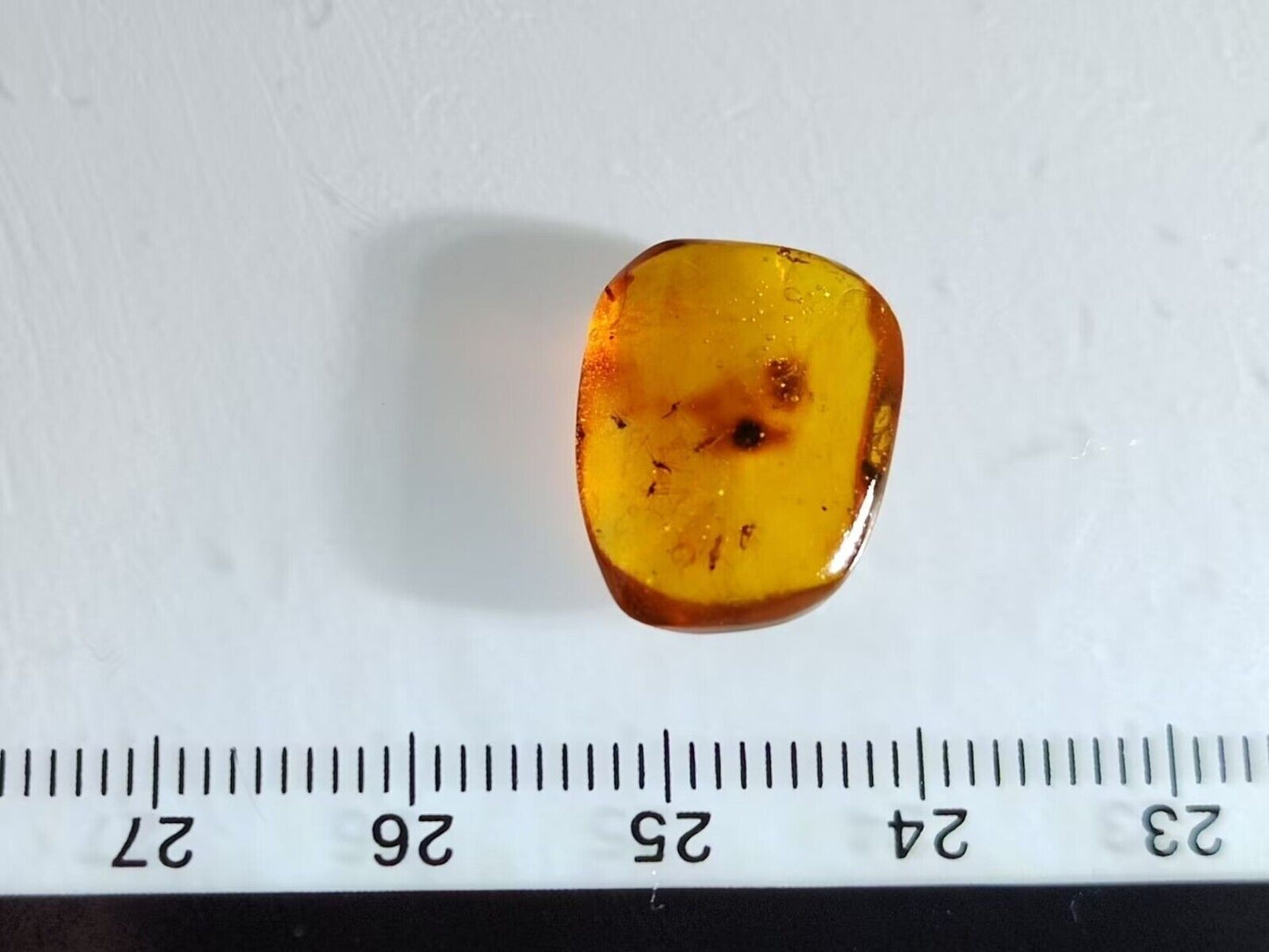 5+ Mosquito's In Fossil Burmese Amber