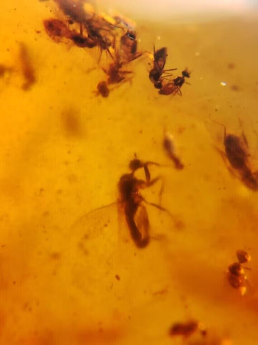 Dozens of Flies In Fossil Burmese Amber