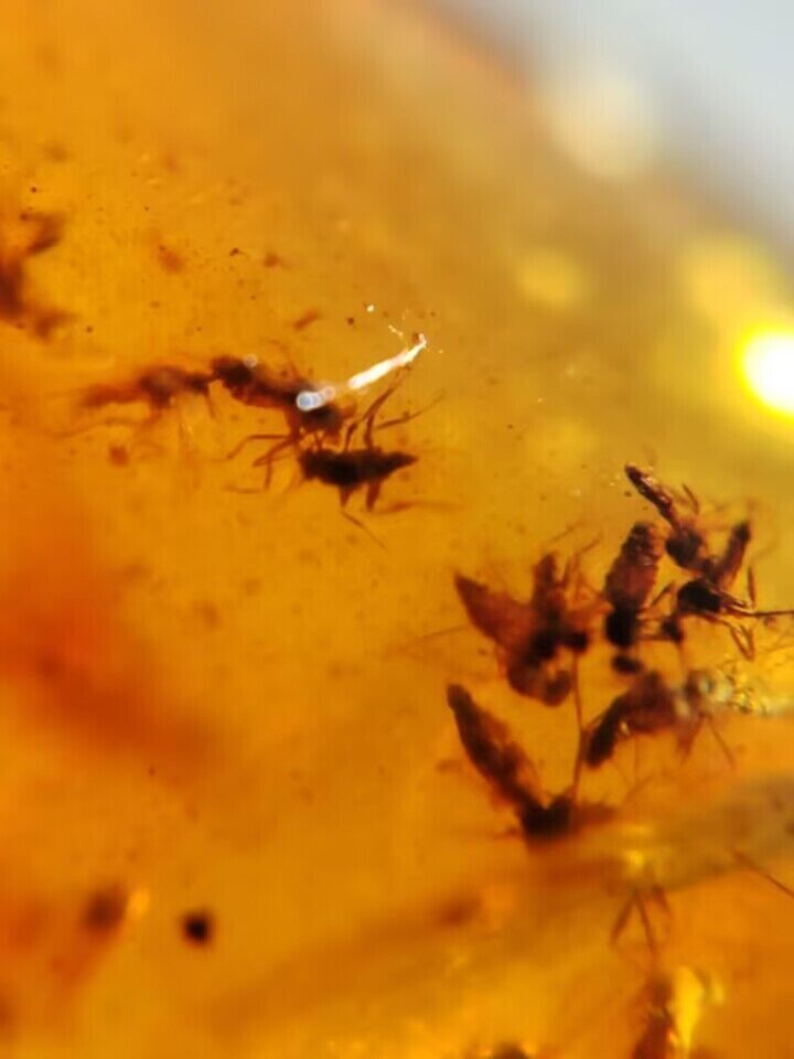 Dozens of Flies In Fossil Burmese Amber