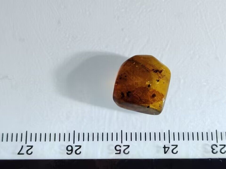 Spider In Fossil Burmese Amber