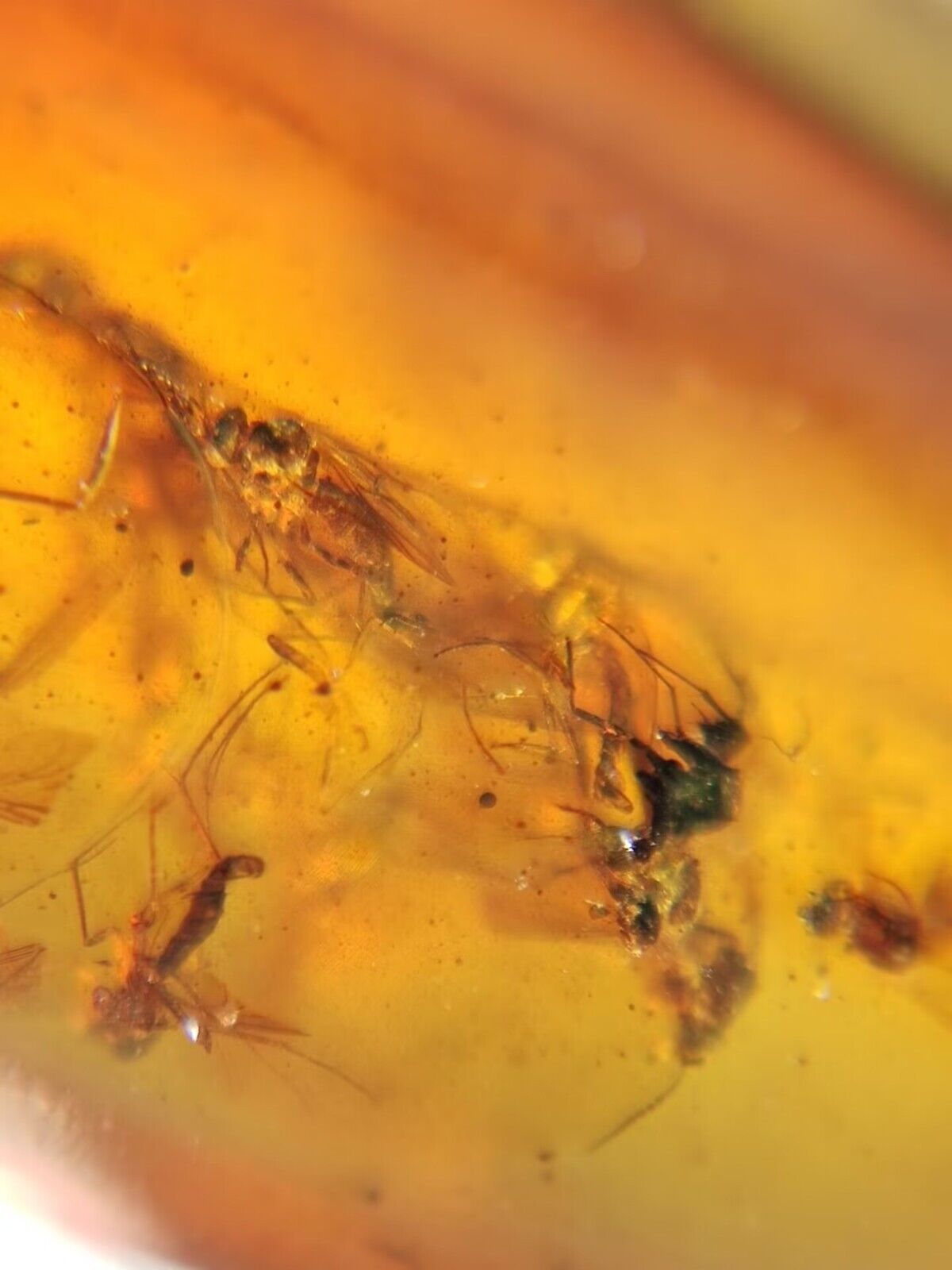 1.2g Burmese Amber (With Multiple Bugs)