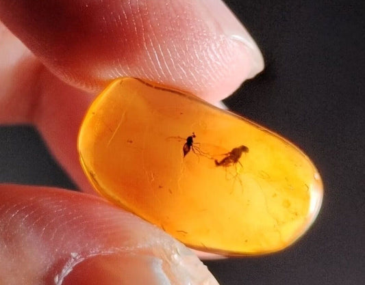 1.2g Burmese amber (2 Bugs)