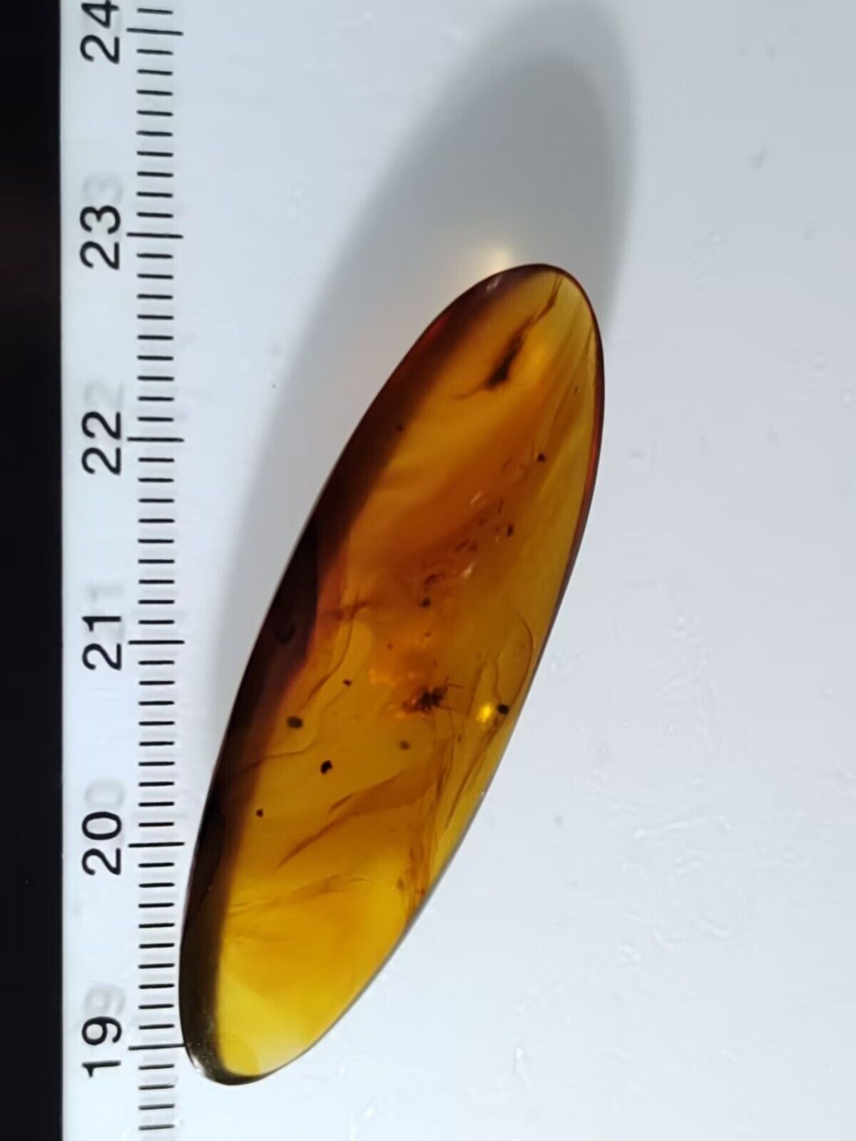 Icerya purchasi Fossil Burmese Amber