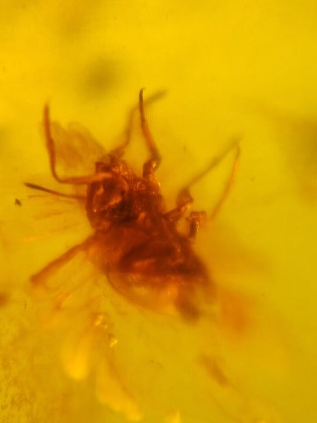 Icerya purchasi Fossil Burmese Amber