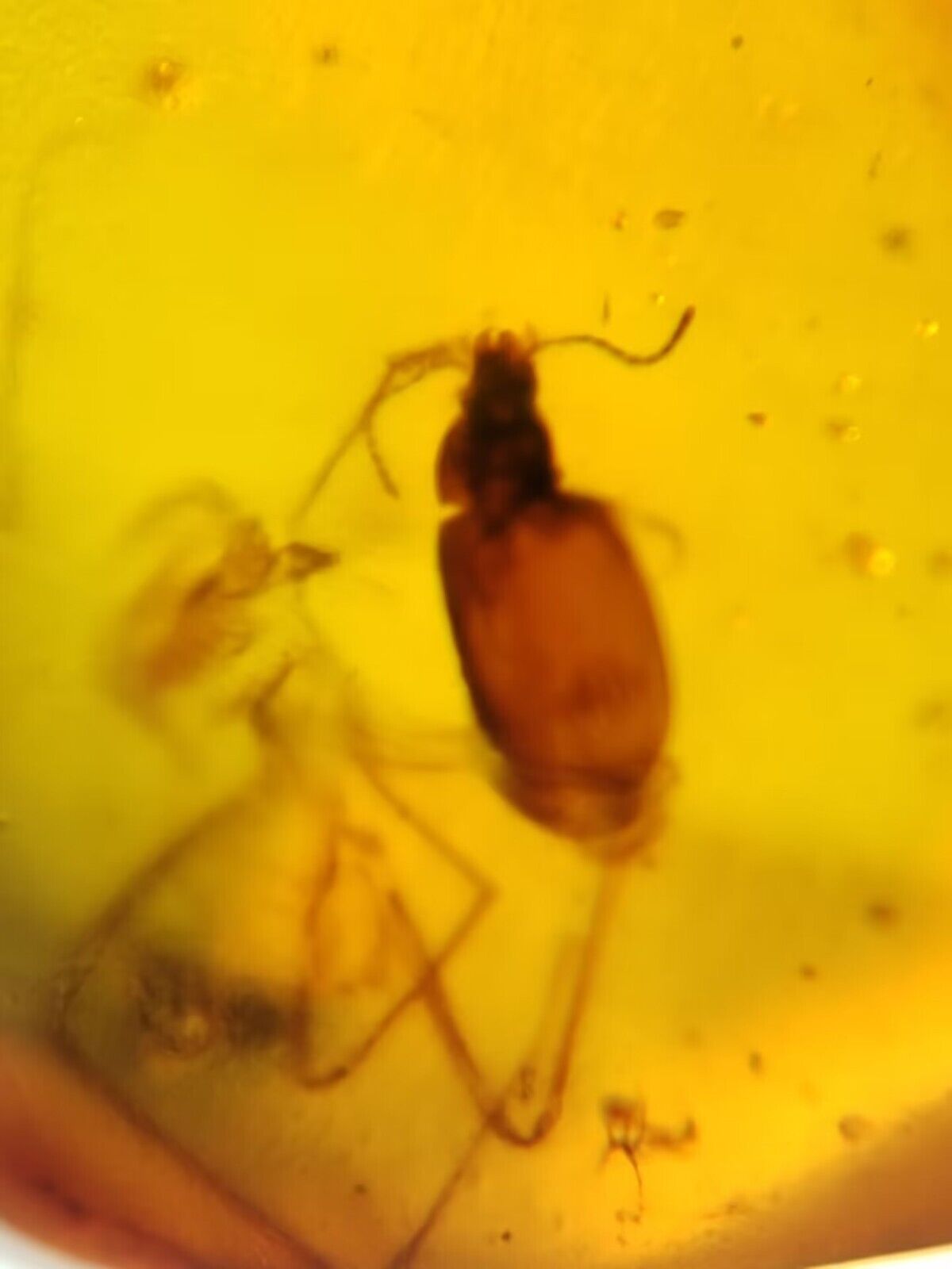 Coleoptera beetle In Burmite AMber