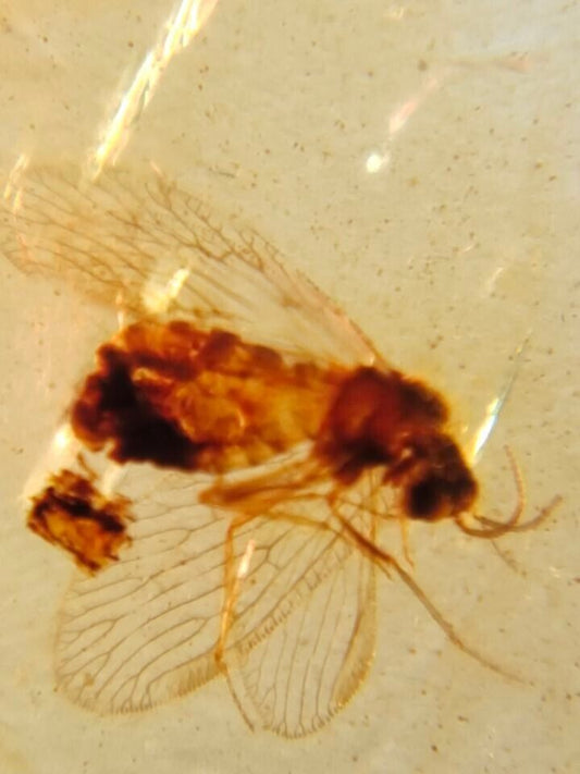 Neuroptera Fly In Fossil Burmese Amber