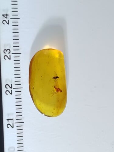 1.2g Burmese amber (2 Bugs)