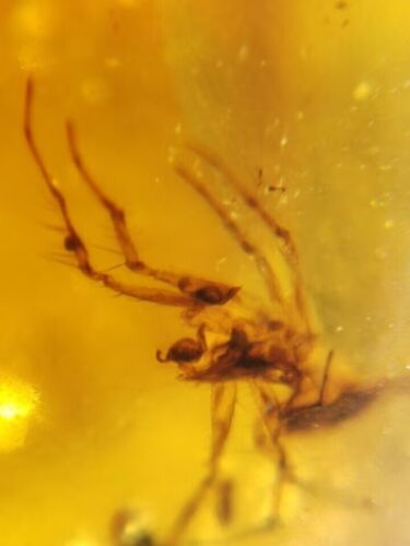 Spider In Fossil Burmese Amber