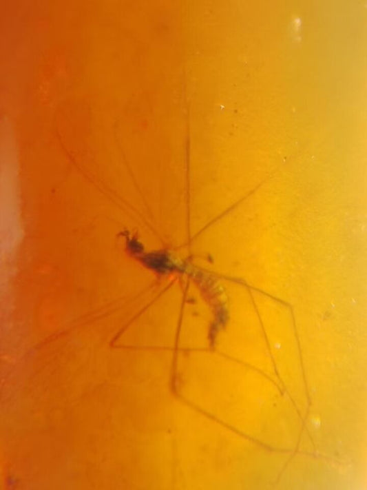 Mosquito In Fossil Burmese Amber