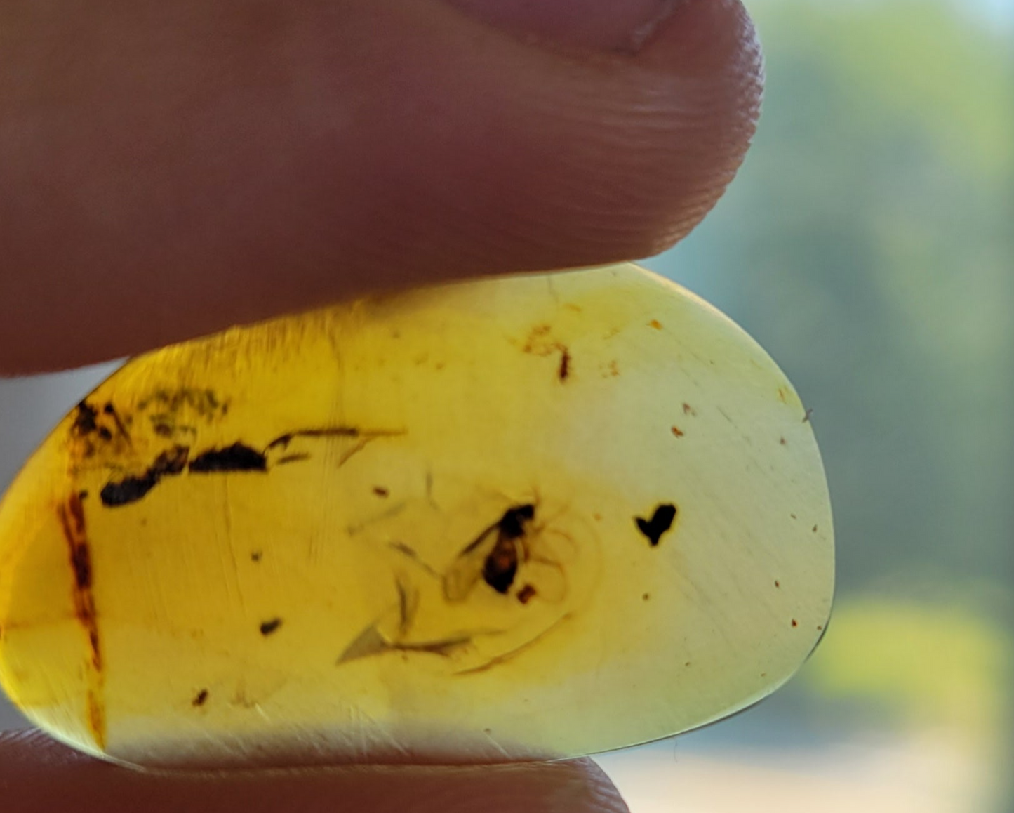 Neuroptera Fly In Fossil Burmese Amber