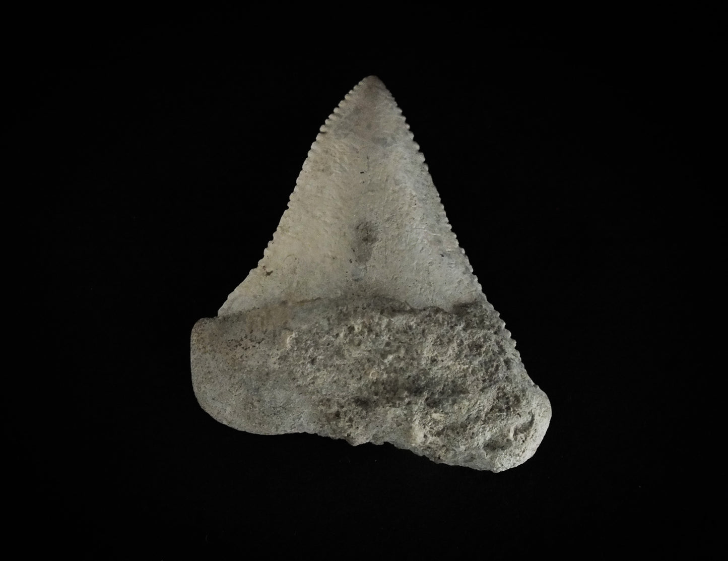 1.75" Carcharodon C. Upper Tooth