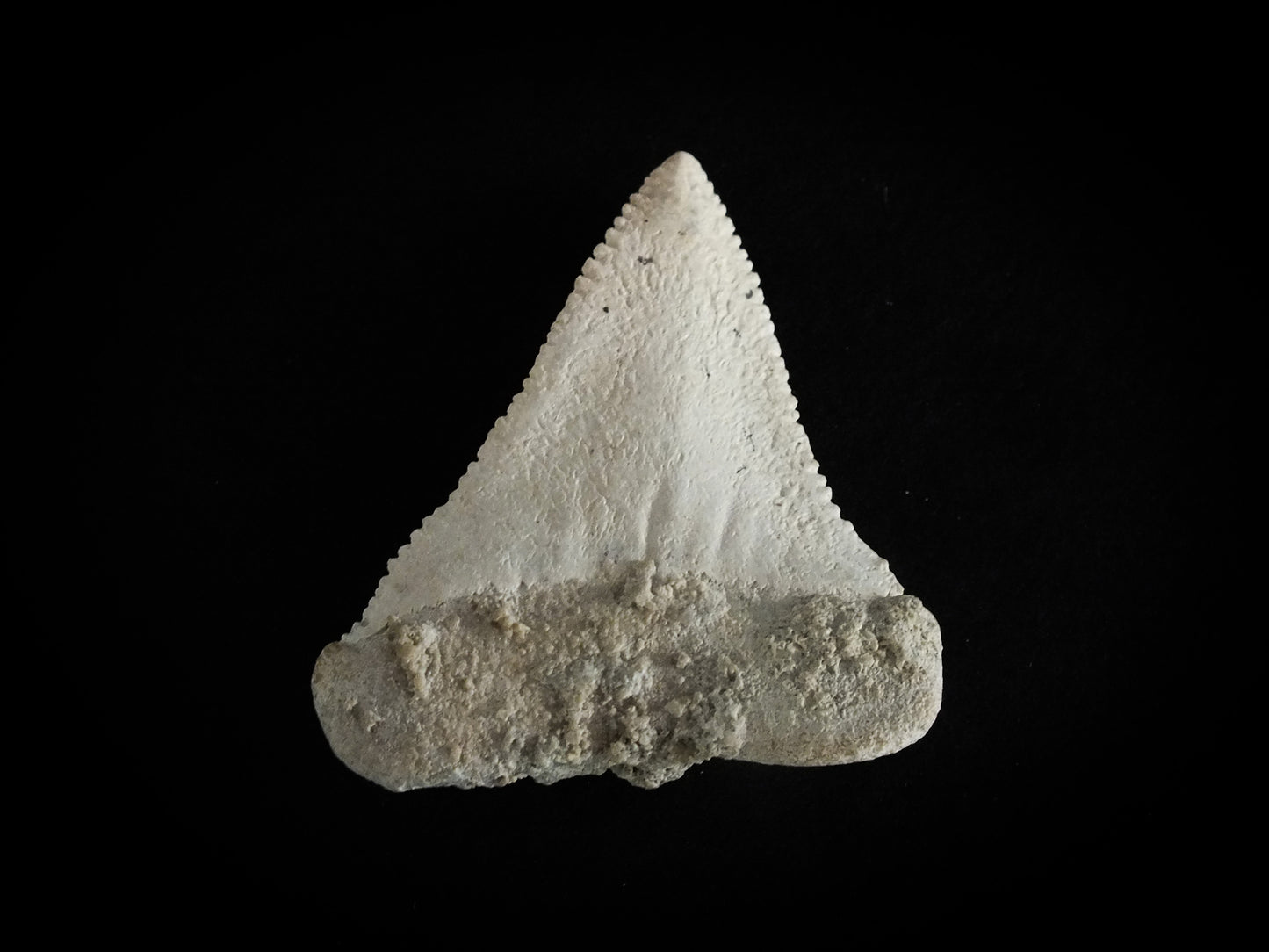 1.75" Carcharodon C. Upper Tooth