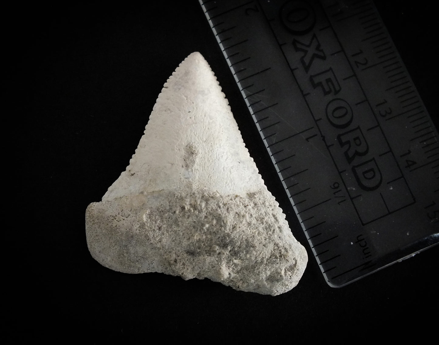 1.75" Carcharodon C. Upper Tooth