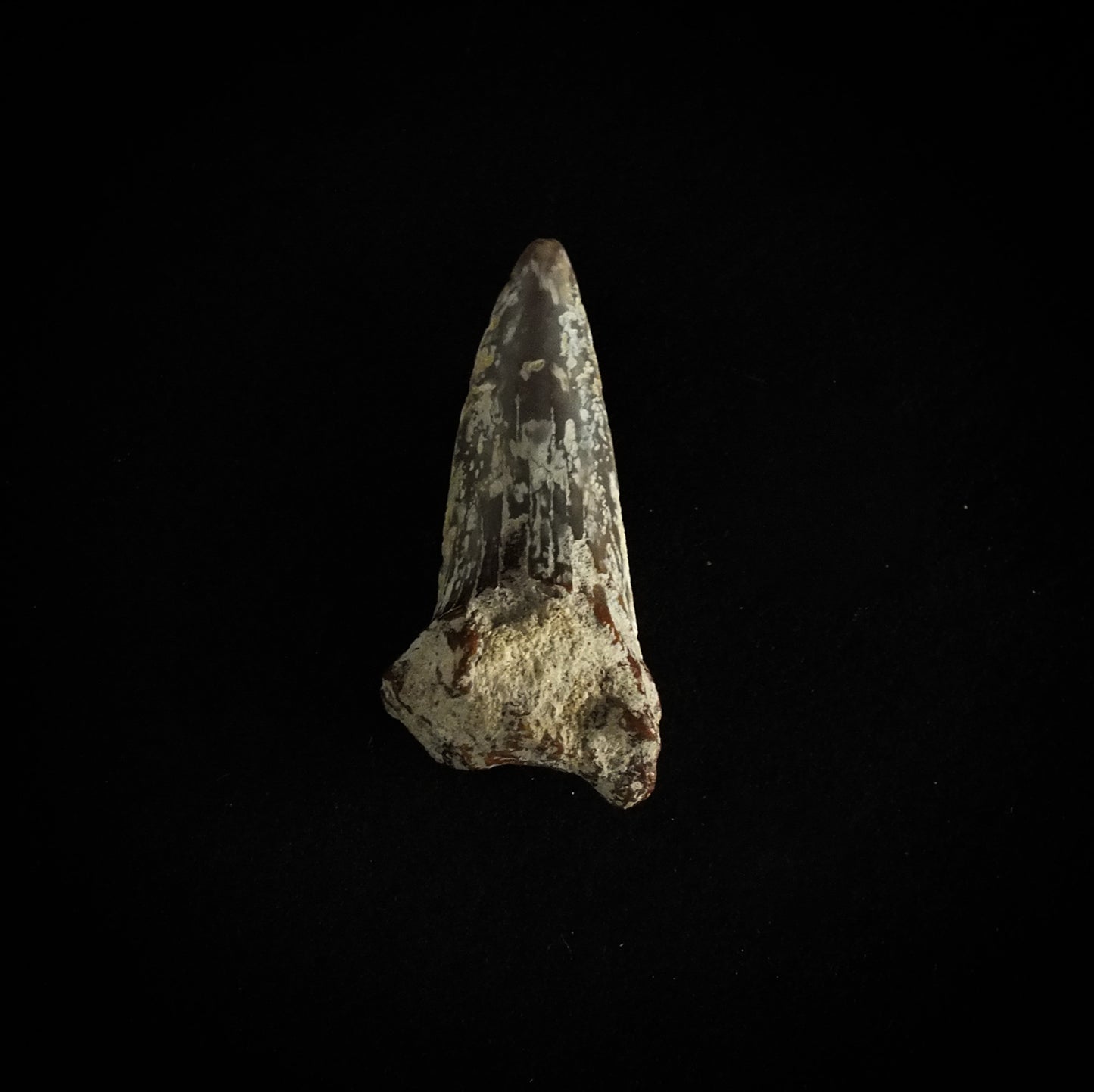 1.1" Mako (Isurus O.) Upper Tooth (Mexico)