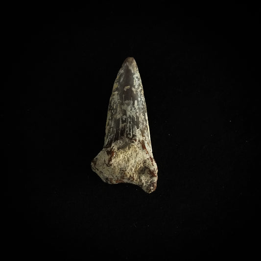 1.1" Mako (Isurus O.) Upper Tooth (Mexico)