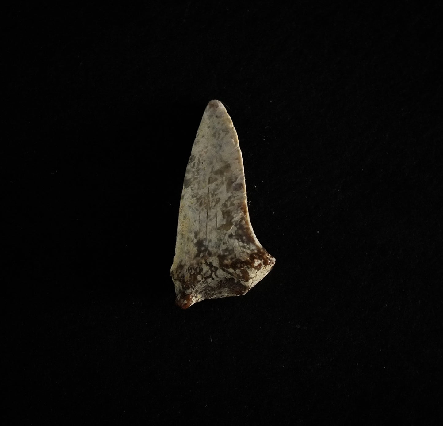 1.1" Mako (Isurus O.) Upper Tooth (Mexico)