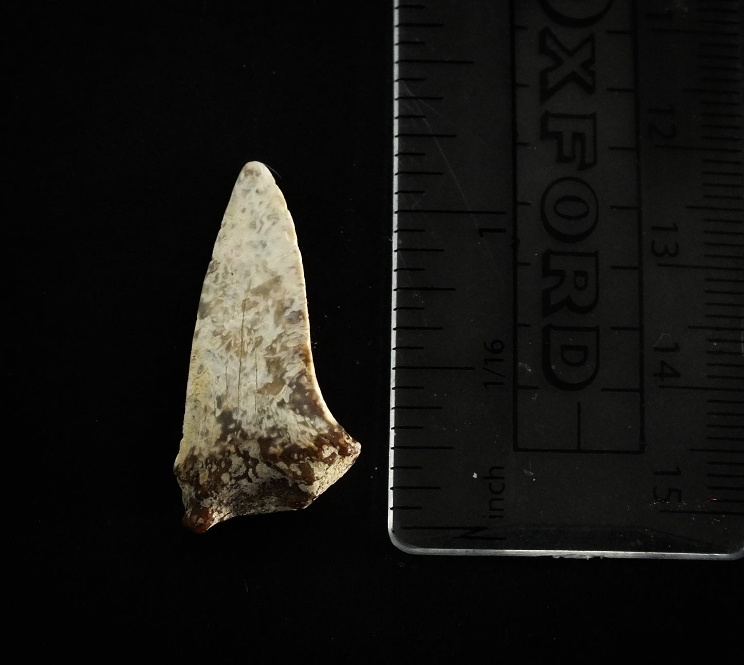 1.1" Mako (Isurus O.) Upper Tooth (Mexico)