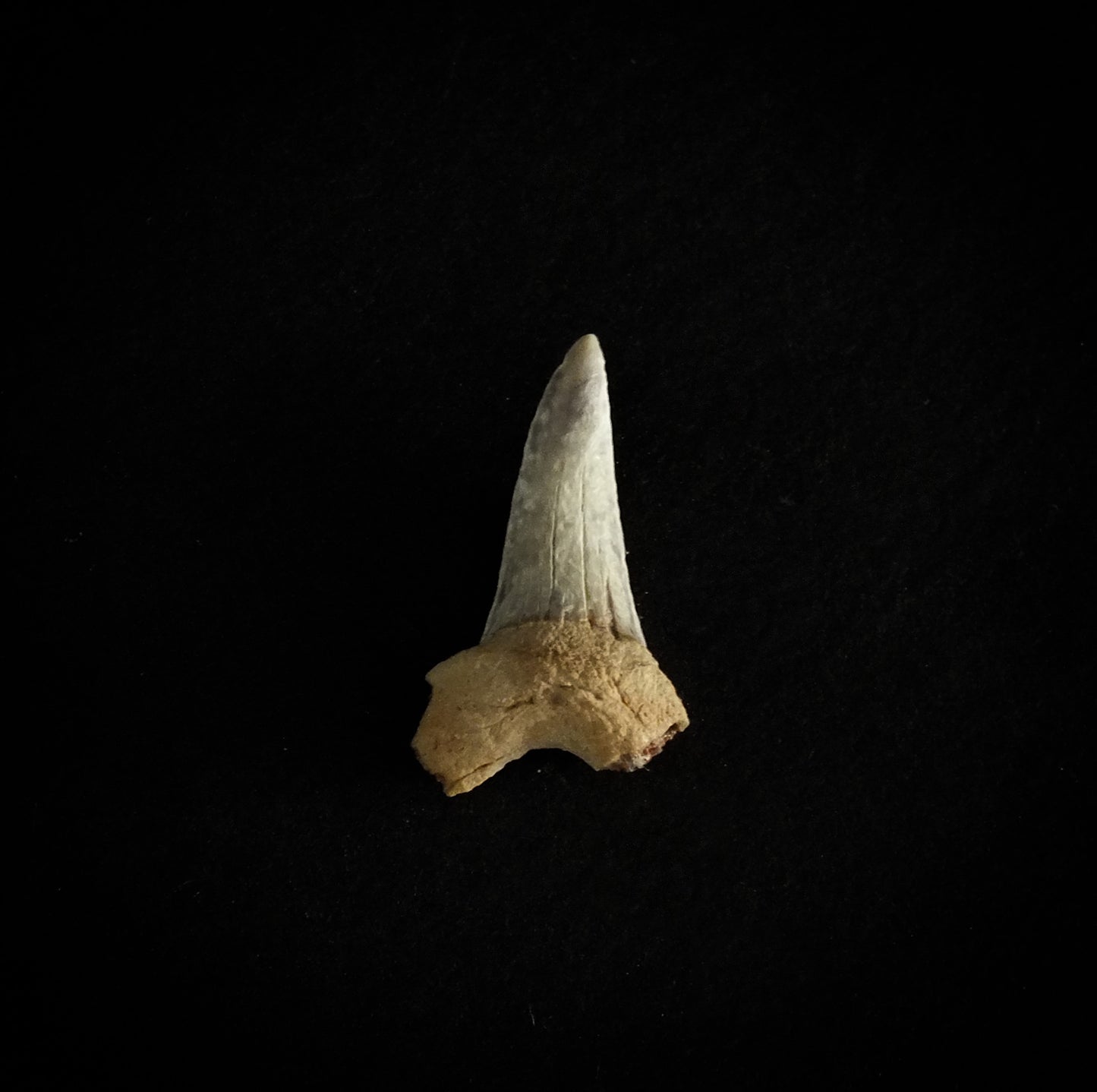 0.9" Mako (Isurus O.) Lower Tooth (Mexico)