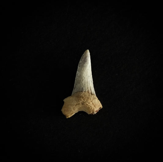 0.9" Mako (Isurus O.) Lower Tooth (Mexico)