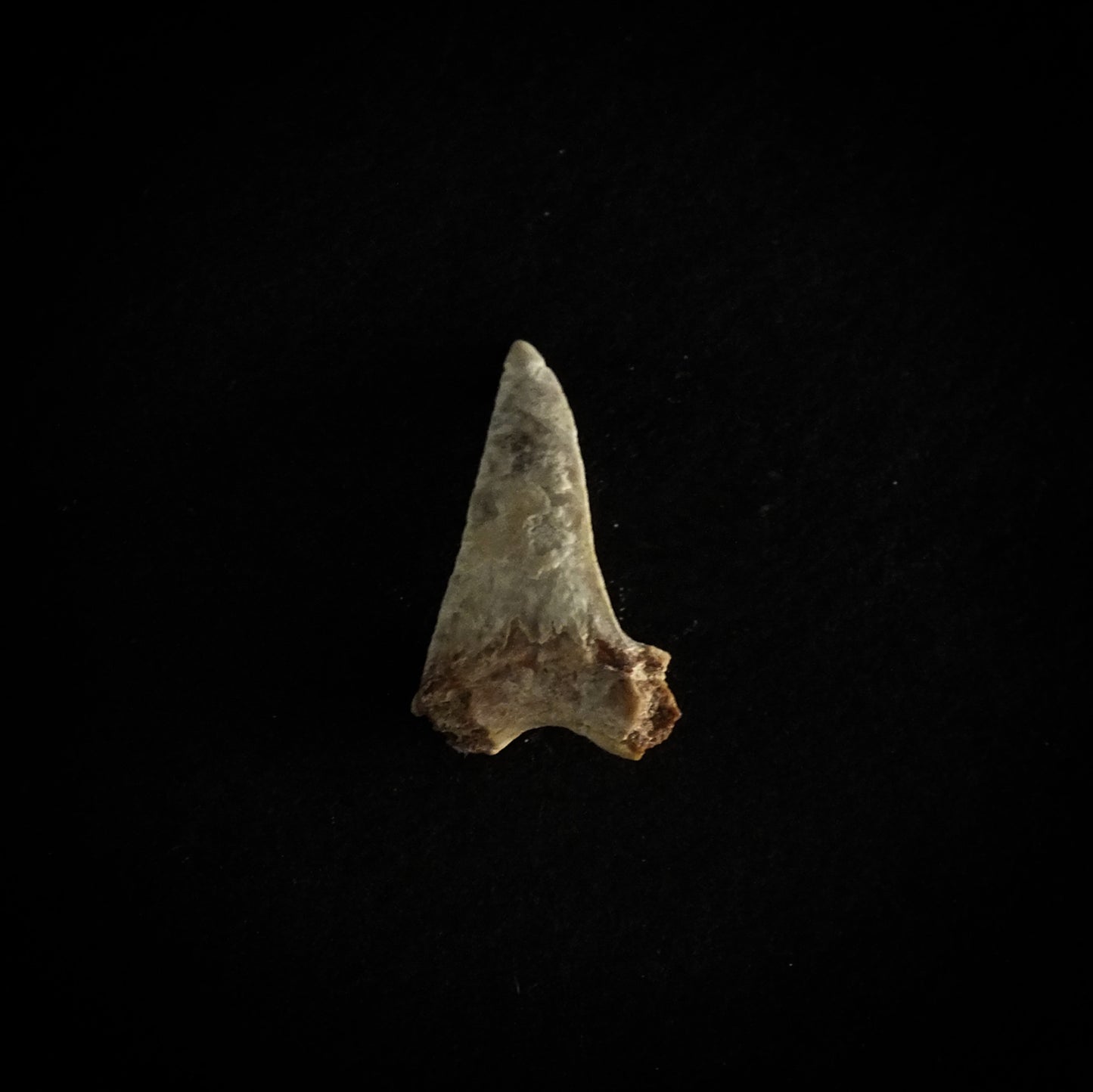 0.9" Mako (Isurus O.) Lower Tooth (Mexico)