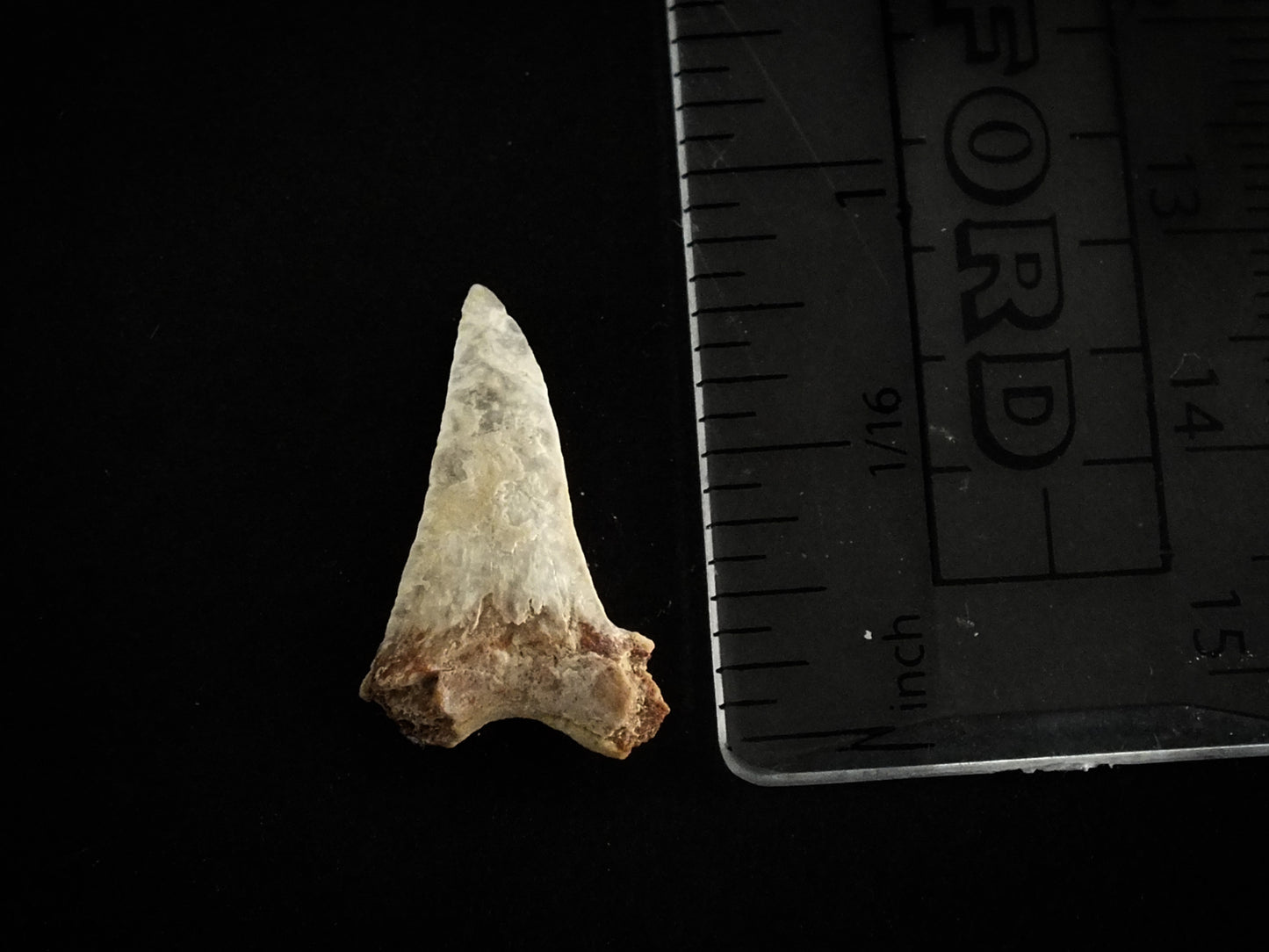 0.9" Mako (Isurus O.) Lower Tooth (Mexico)