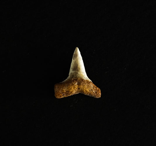 0.74" Mako (Isurus O.) Lower Tooth (Mexico)