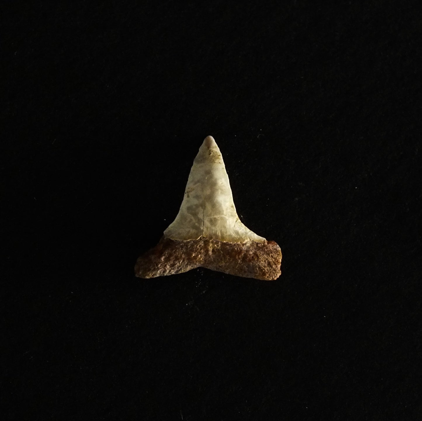 0.74" Mako (Isurus O.) Lower Tooth (Mexico)