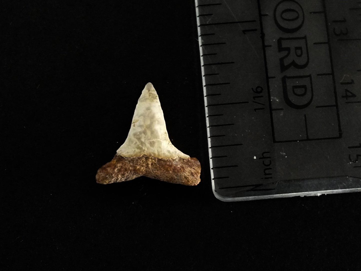 0.74" Mako (Isurus O.) Lower Tooth (Mexico)