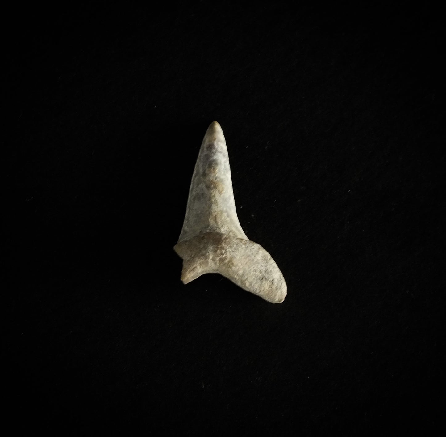 1.0" Mako (Isurus O.) Lower Tooth (Mexico)