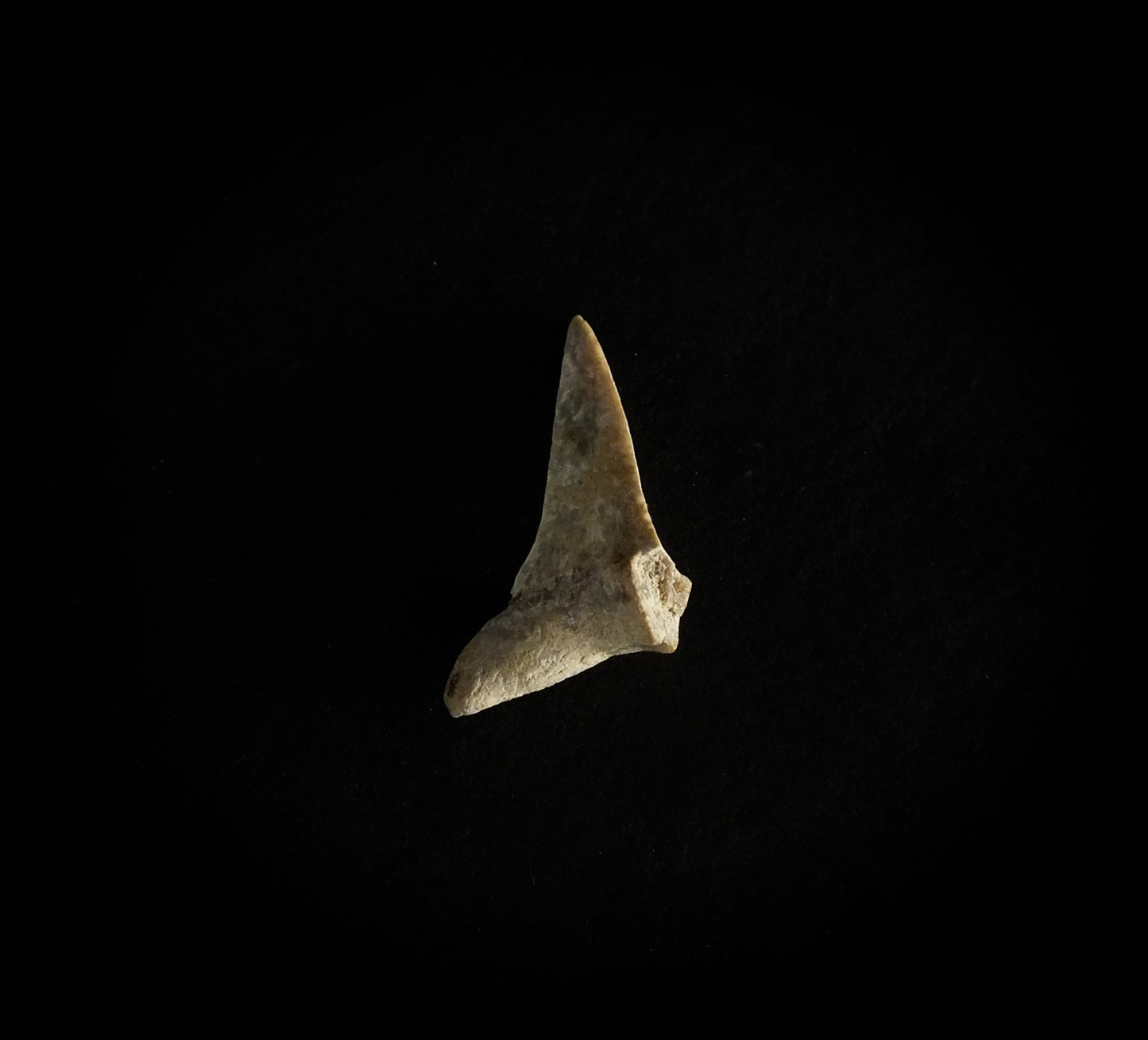 1.0" Mako (Isurus O.) Lower Tooth (Mexico)