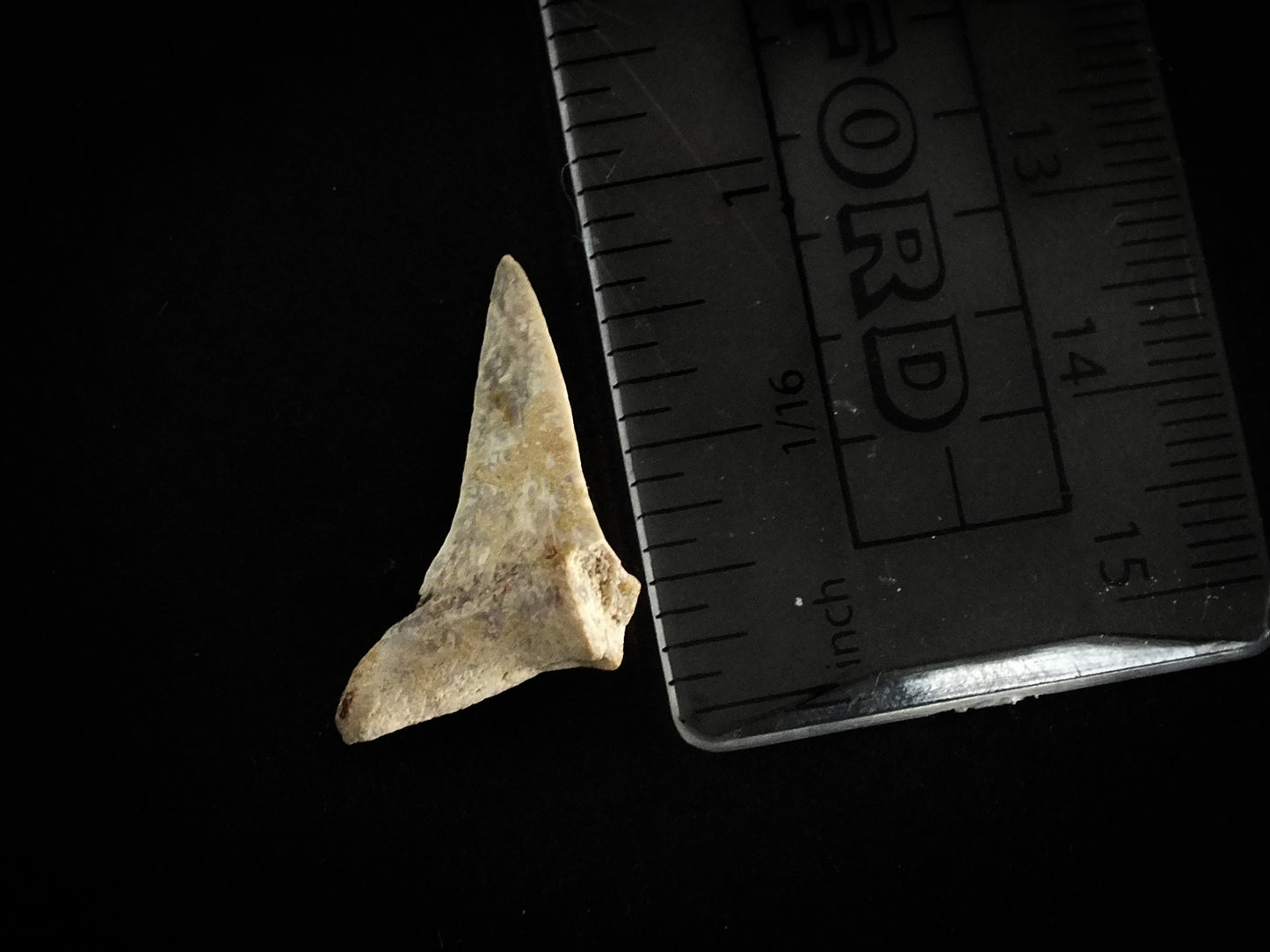 1.0" Mako (Isurus O.) Lower Tooth (Mexico)