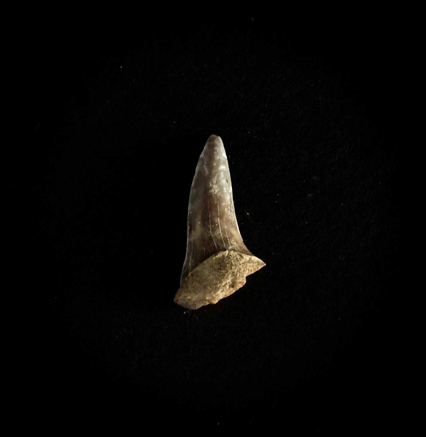 0.6" Mako (Isurus O.) Lower Tooth (Mexico)