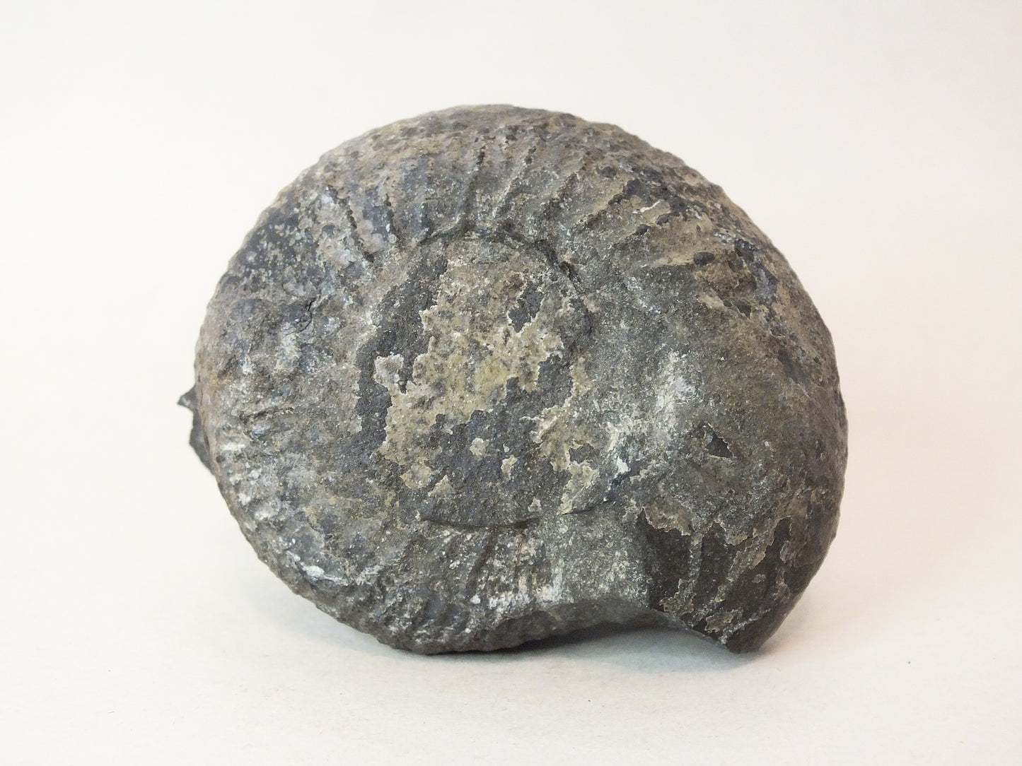 2.0" Ammonite