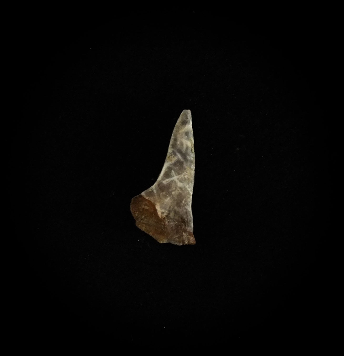 0.6" Mako (Isurus O.) Lower Tooth (Mexico)