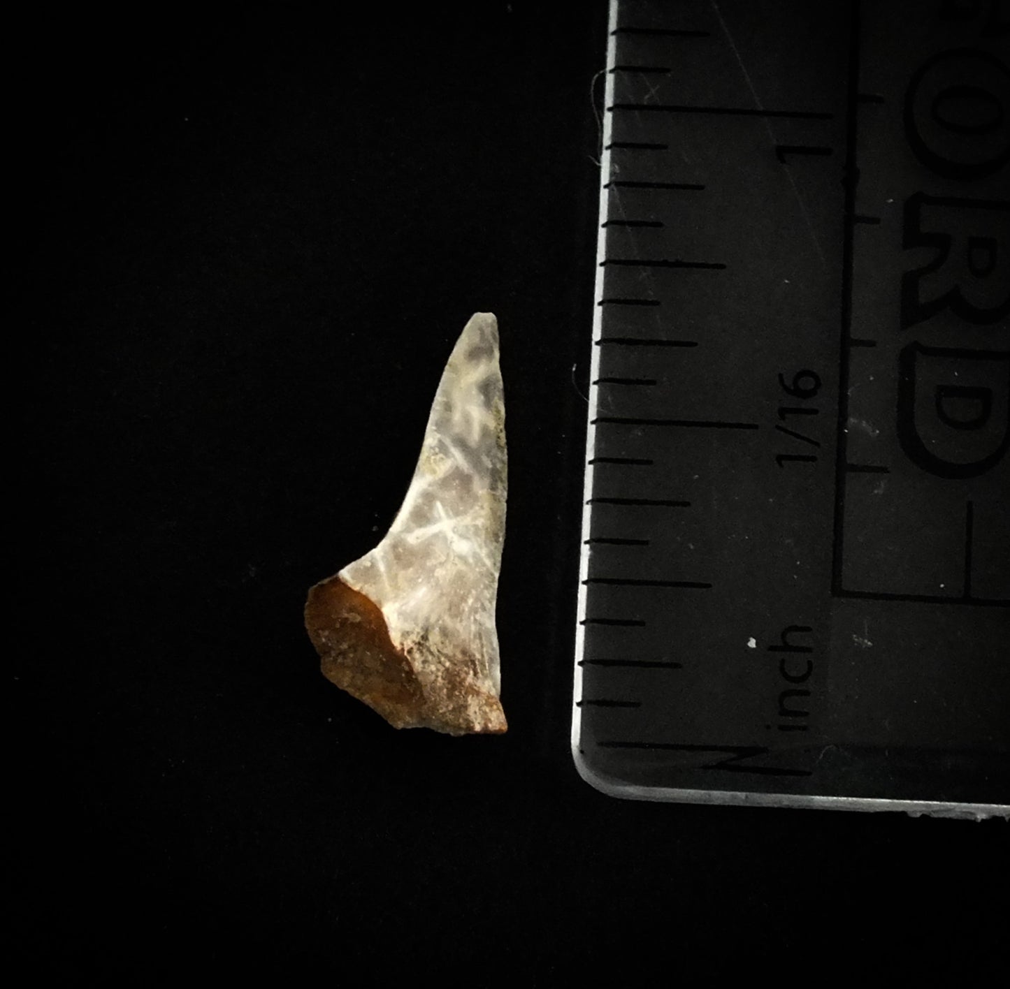 0.6" Mako (Isurus O.) Lower Tooth (Mexico)