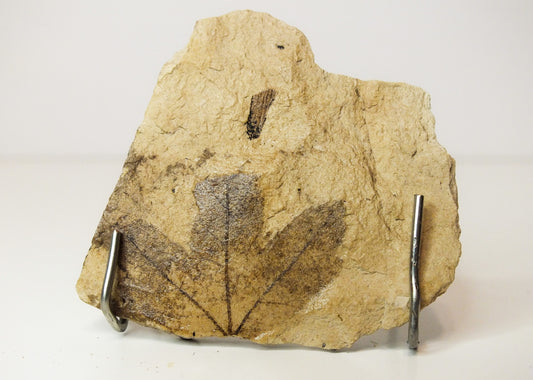 1.0" Vitis SP (?) Leaf Fossil