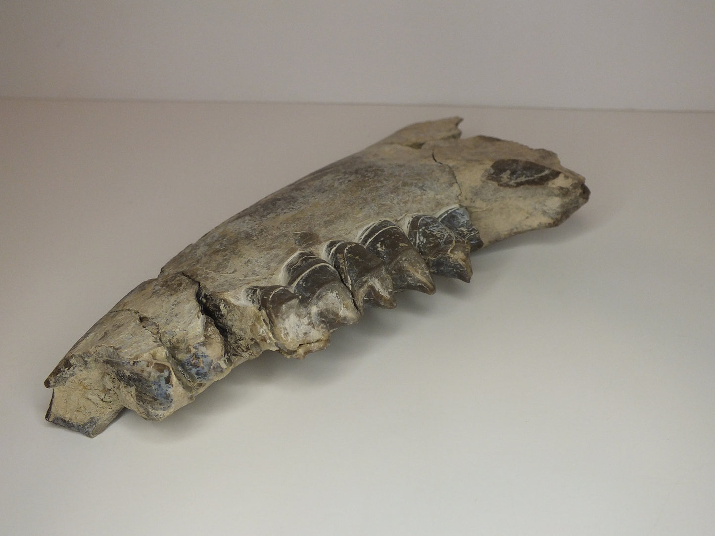 Woolly Rhinoceros Jaw (Coelodonta)