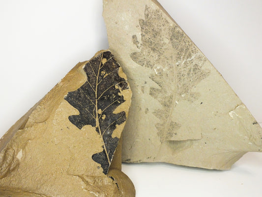 Fossil Oak Leaf Plates