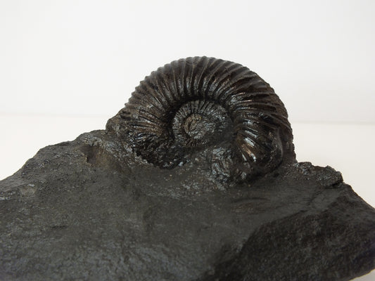 1.75" Ammonite in Matrix