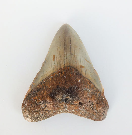 3.25" Megalodon Tooth