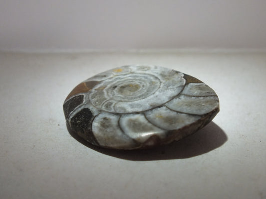 Polished Ammonites