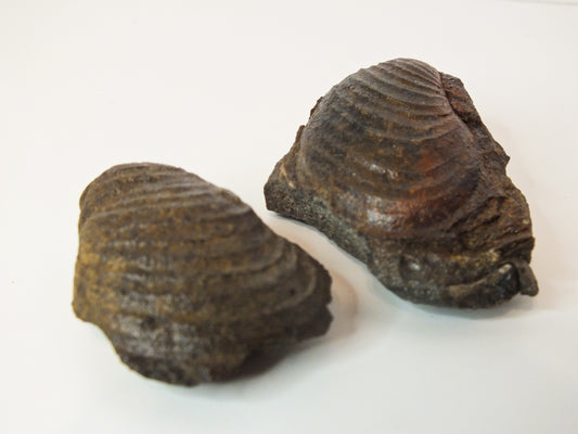 Whole Bivalve Buchia Fossil