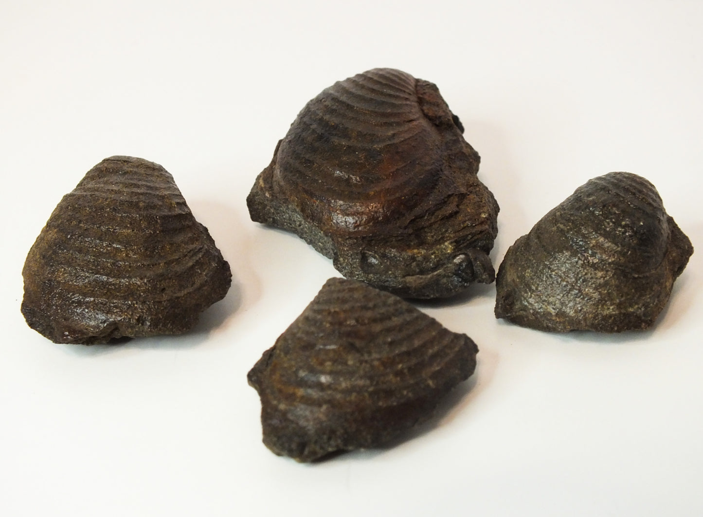 Whole Bivalve Buchia Fossil